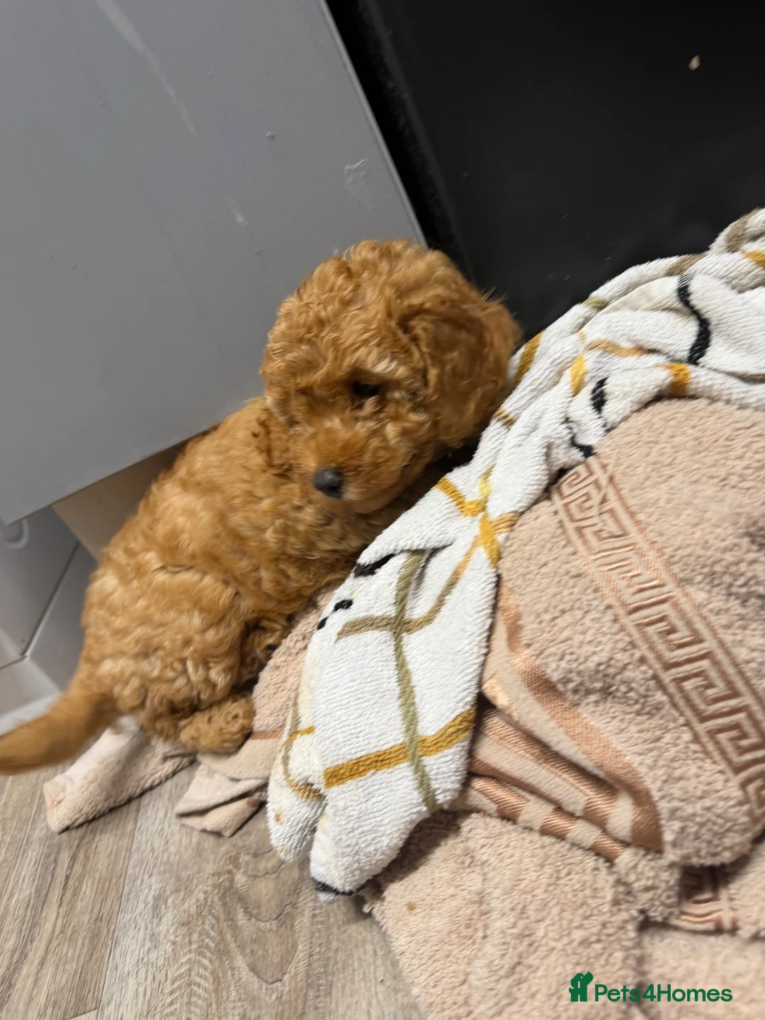 Standard Poodle dogs for sale: Female poodle for sale  - Advert 2