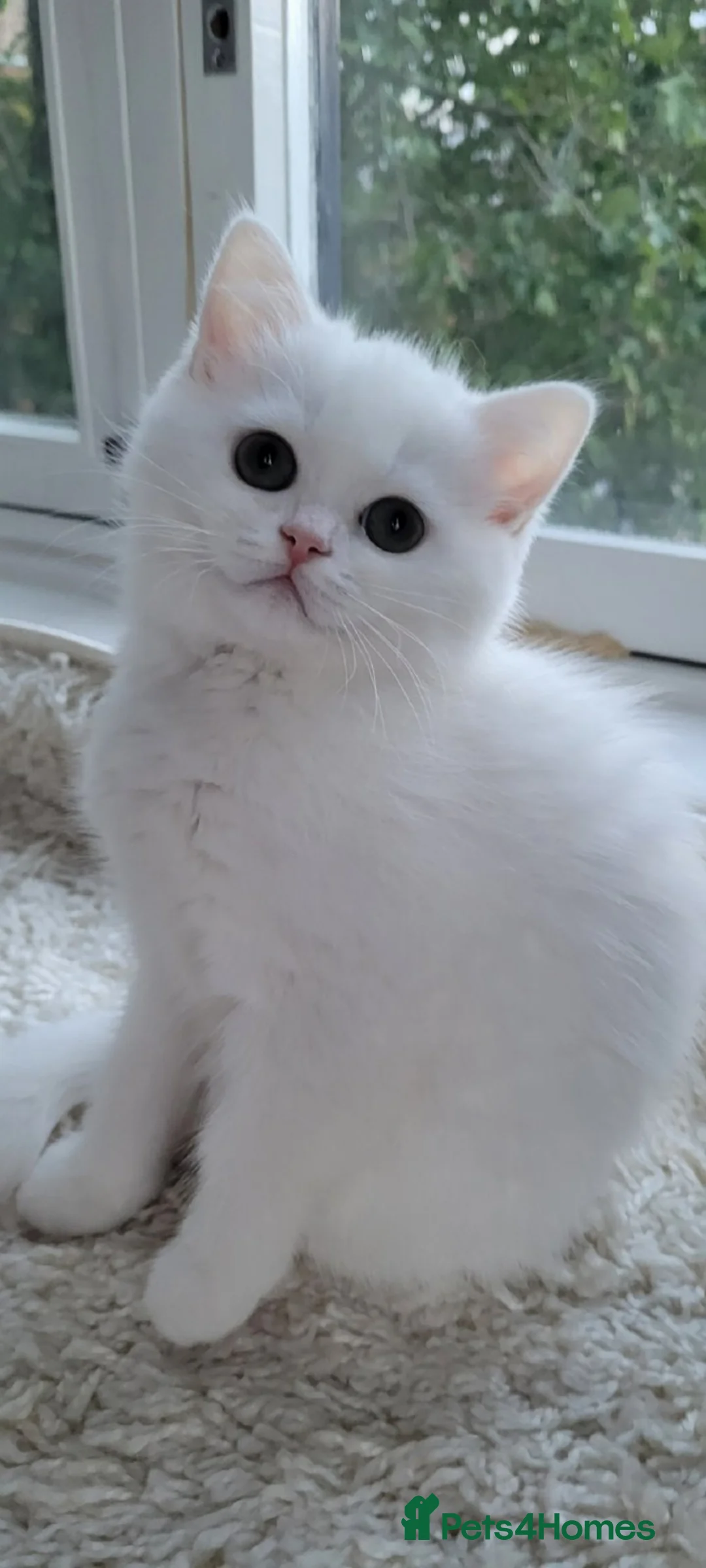 British Longhair cats for sale: Pedigree/Executive/Top quality white kitty left - Advert 1