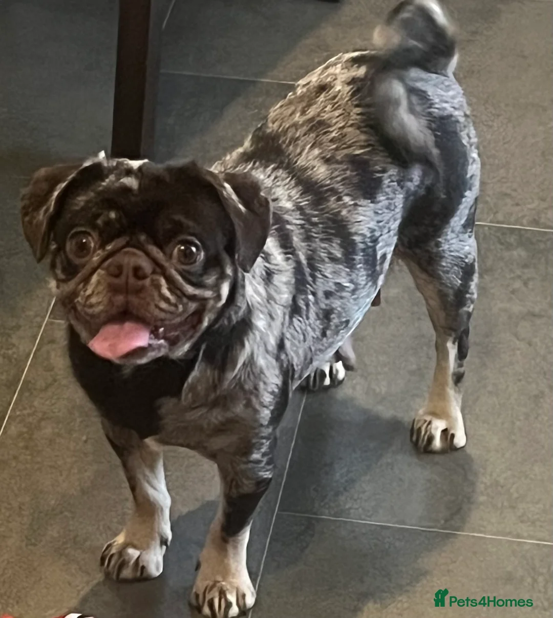 Pug dogs for sale: Beautiful Chocolate Merle female  - Advert 2