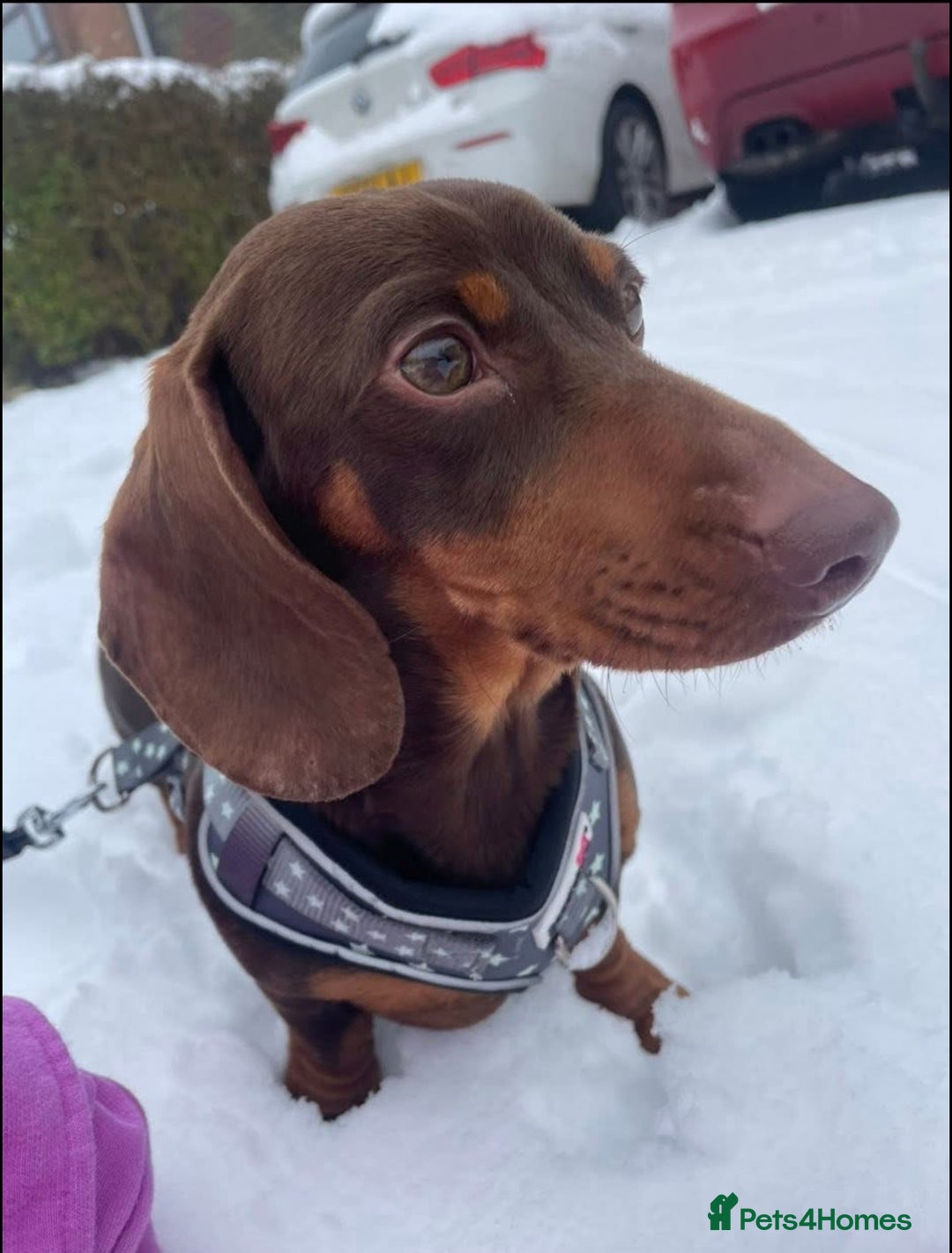 Miniature Dachshund dogs for sale: 2 year old male miniature dachshund  - Advert 1