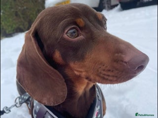 Miniature Dachshund dogs 2 year old male miniature dachshund - Advert 1
