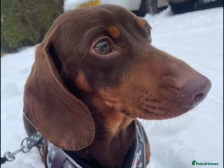 Miniature Dachshund dogs 2 year old male miniature dachshund - Advert 10