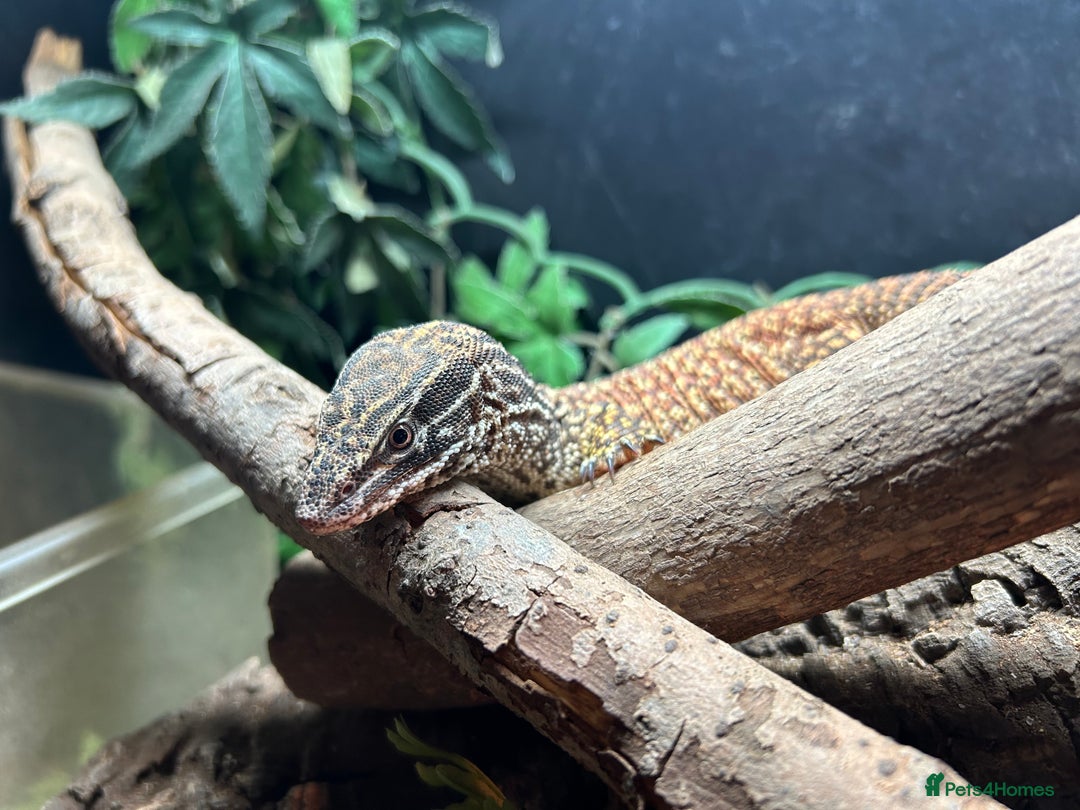 Monitor reptiles for sale: RED ACKIE MONITOR FOR SALE  - Image 4
