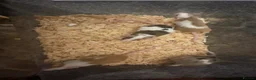 Mouse rodents for sale: Male fancy mice  in Manchester - Advert 4
