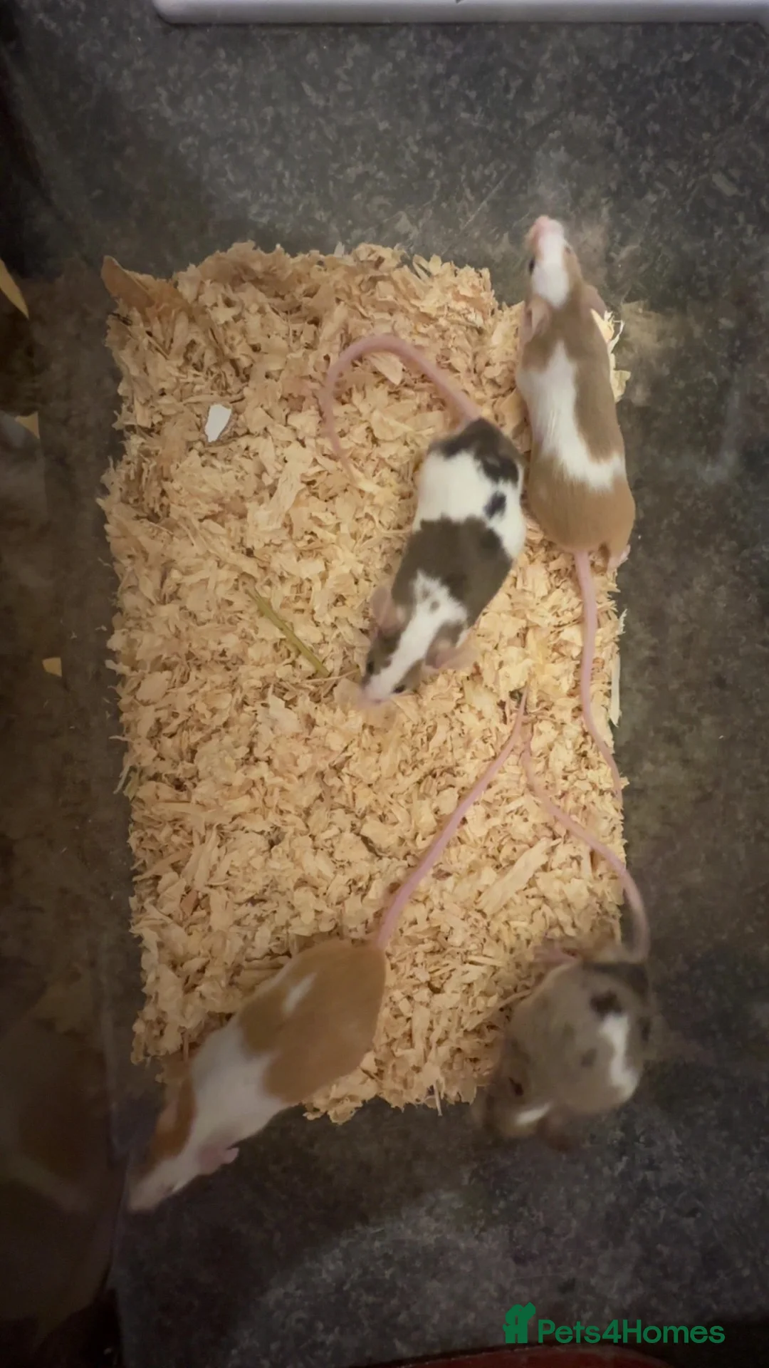 Mouse rodents for sale: Male fancy mice  in Manchester - Advert 4