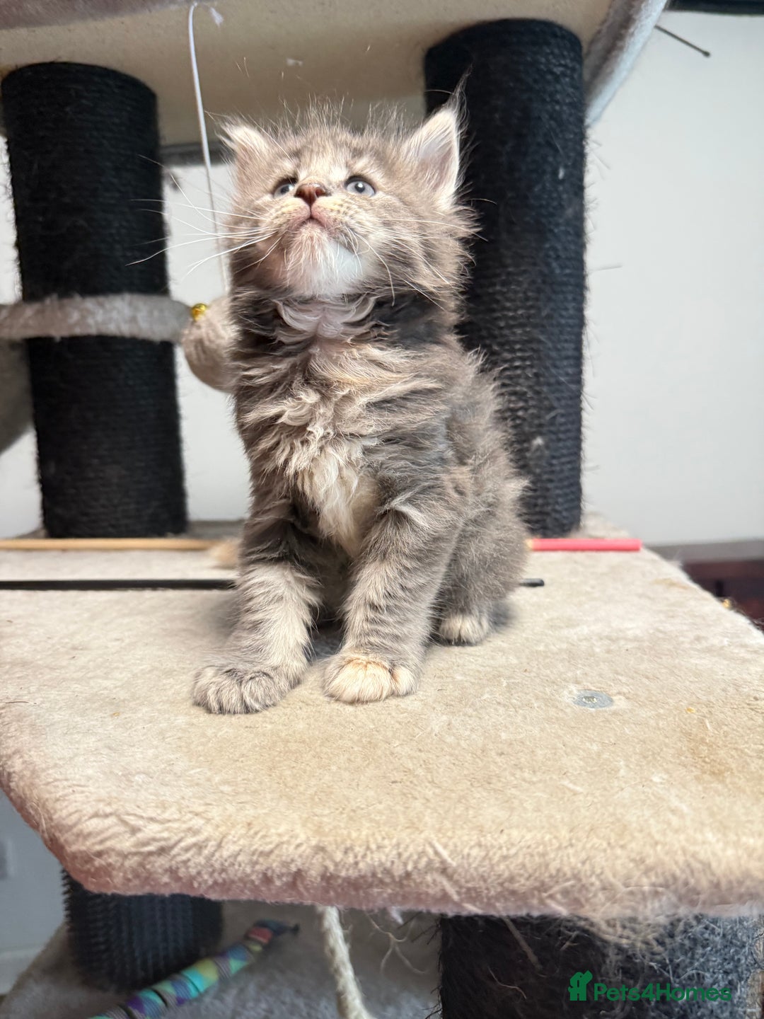 Maine Coon cats for sale:  Maine Coon Kittens Looking for Loving Homes 🐾 - Image 8