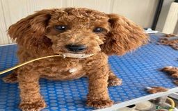 Mixed Breed dogs for sale: Ziggy pedigree cockapoo 7wkse - Image 8