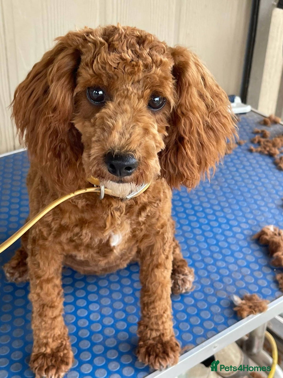 Mixed Breed dogs for sale: Ziggy pedigree cockapoo 7wkse - Image 8