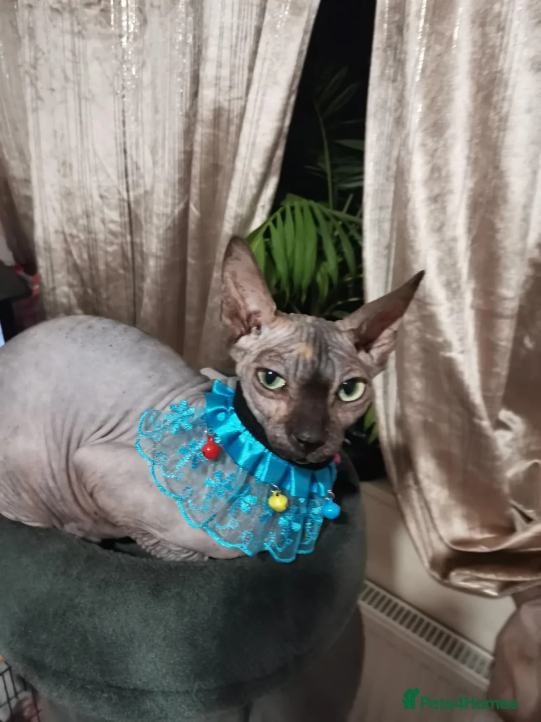 Sphynx cats for sale: Adorable Sphynx Kittens - Advert 20