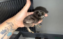 Chickens poultry for sale: Mixed baby chicks  - Image 5