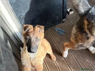 Mixed Breed dogs German Shepherd cross Belgium Malinois - Advert 12