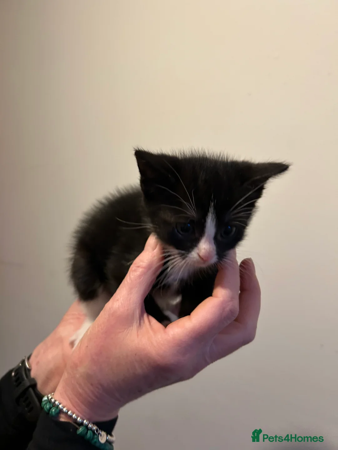 Mixed Breed cats for sale: 4 Gorgeous kittens in Southampton - Advert 2