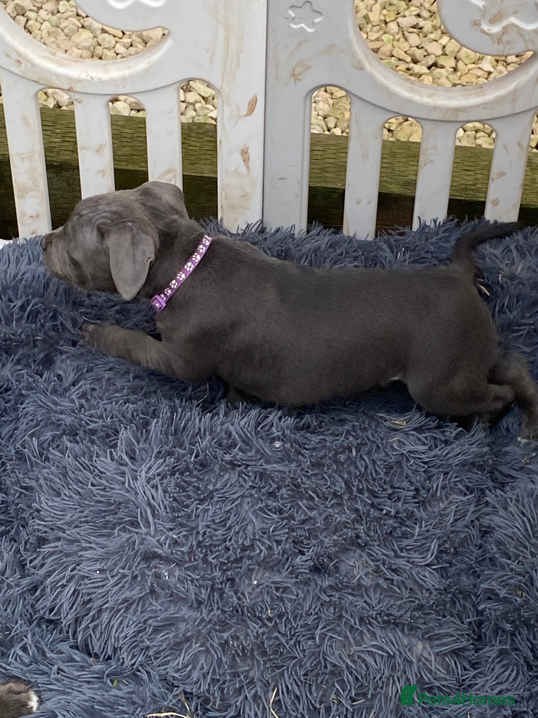 Staffordshire Bull Terrier dogs for sale: KC registered Blue Staffordshire bull terrier’s  in Colchester - Image 36