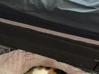 British Shorthair cats beautiful kittens looking for loving homes - Advert 2