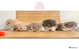 British Shorthair cats for sale: Gccf registered British shorthair kittens - Image 12