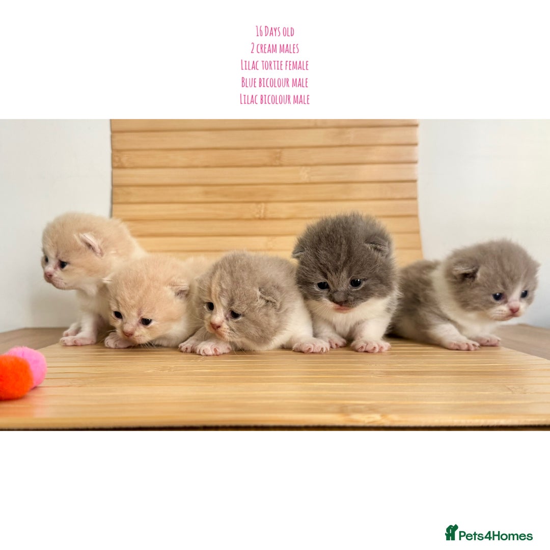 British Shorthair cats for sale: Gccf registered British shorthair kittens - Image 12