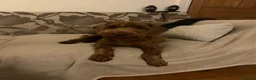 Mixed Breed dogs for sale: Cockerpoo x Brussels Griffon puppies - Advert 9