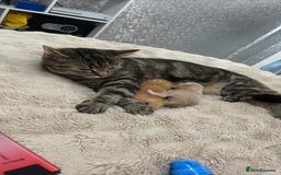 British Shorthair cats for sale: British shorthair X munchkin  - Image 4