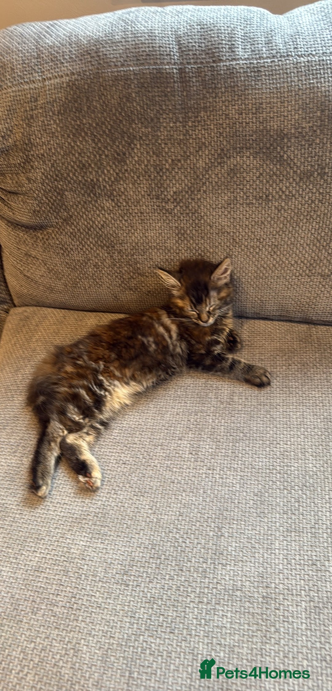 Mixed Breed cats for sale: 🐾 Beautiful 3-Month-Old Female Kitten – Luna 🐾 - Advert 2