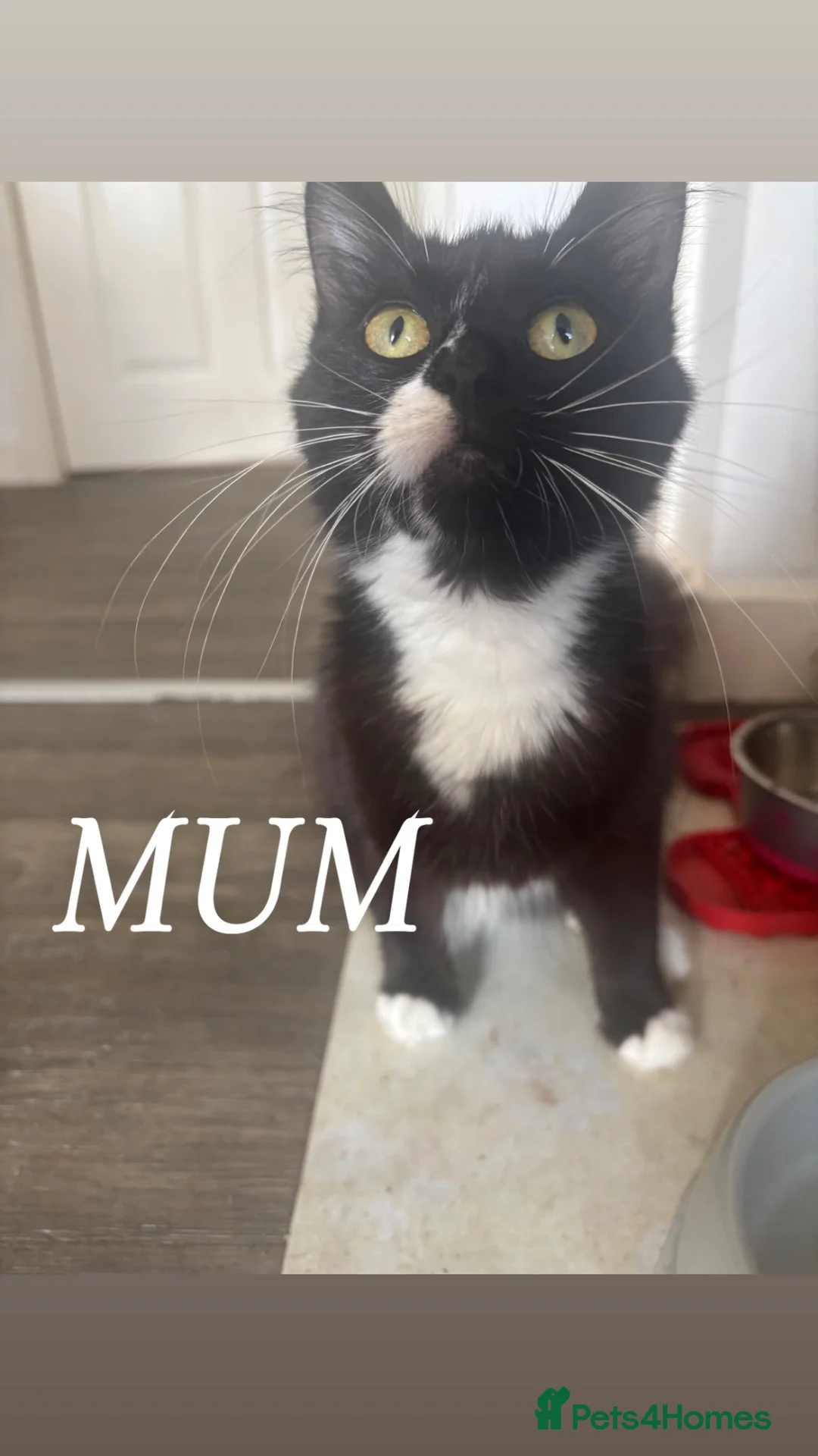 Mixed Breed cats for sale: Maine coon and turkish angora mix kittens in Nelson - Advert 1