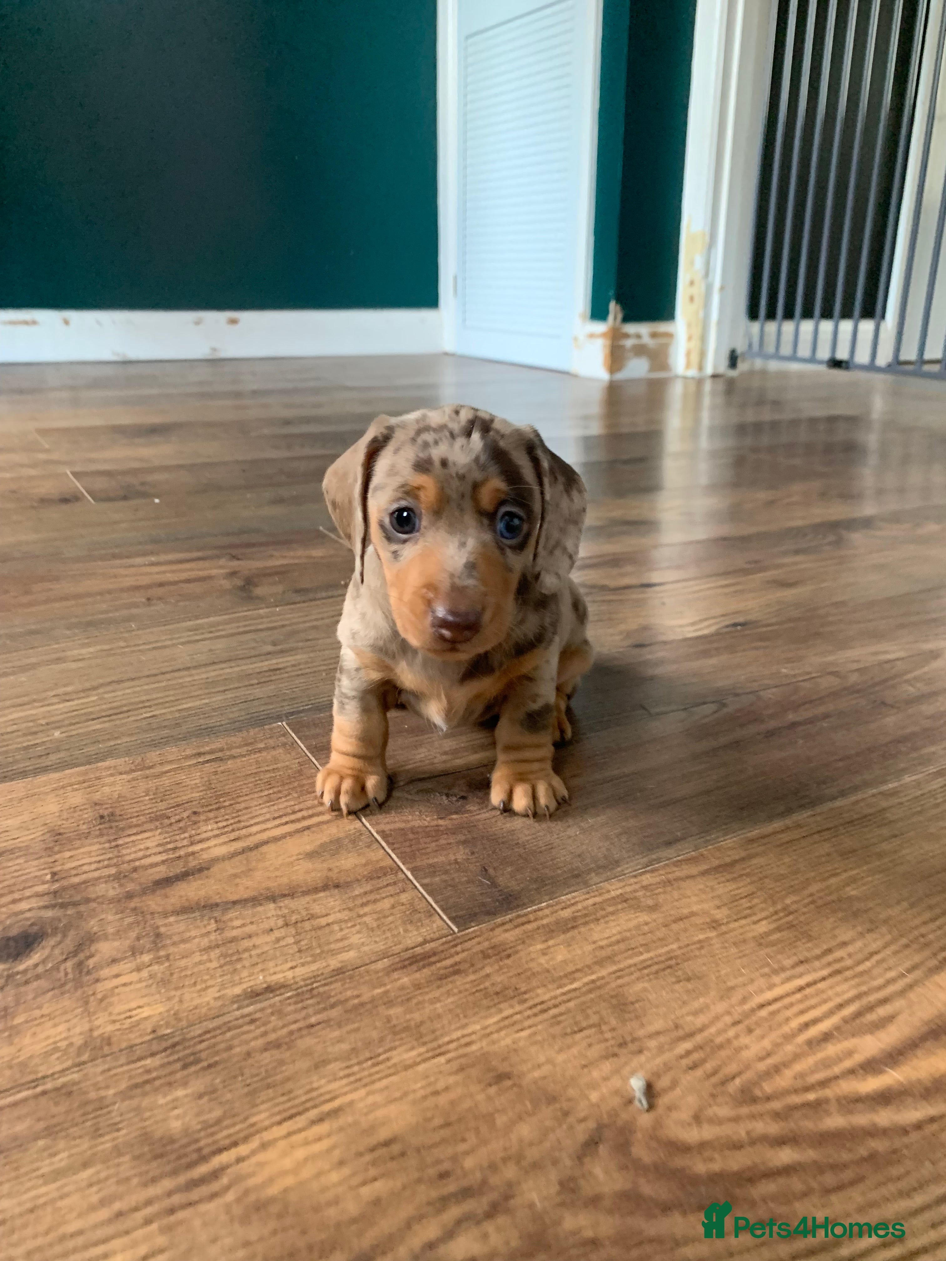 Miniature Dachshund dogs Beautiful miniature dauchund  - Advert 2