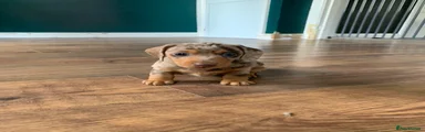 Miniature Dachshund 2