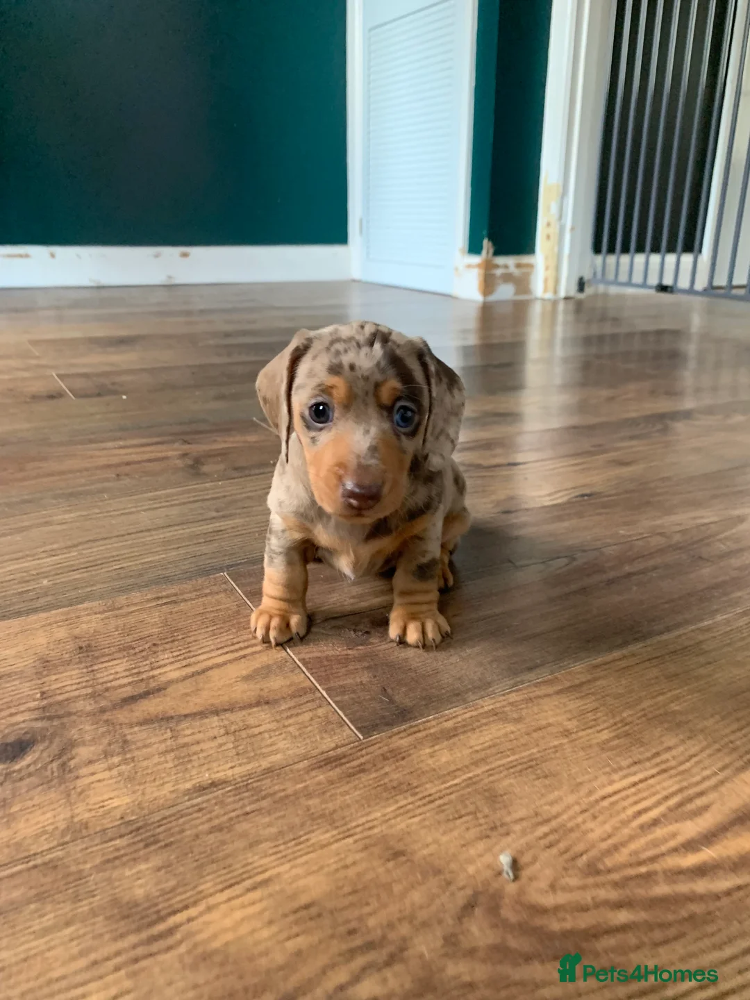 Miniature Dachshund dogs for sale: Beautiful miniature dauchund  - Advert 2