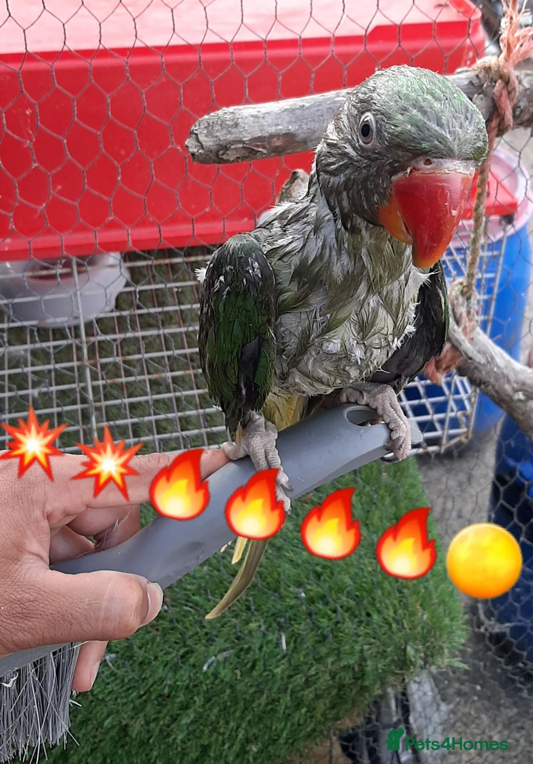 Parrots birds for sale: Alexandrine baby New baby  - Advert 1
