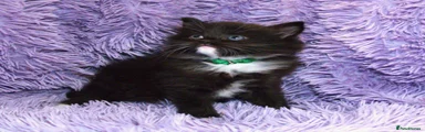 Green Collar boy