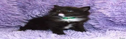 Ragdoll cats for sale: Ragdoll Kittens - 3 girls 1 boy - Advert 5