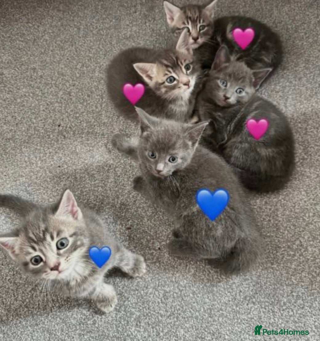 Russian Blue cats Mixed Russian Blue Kittens - Advert 1