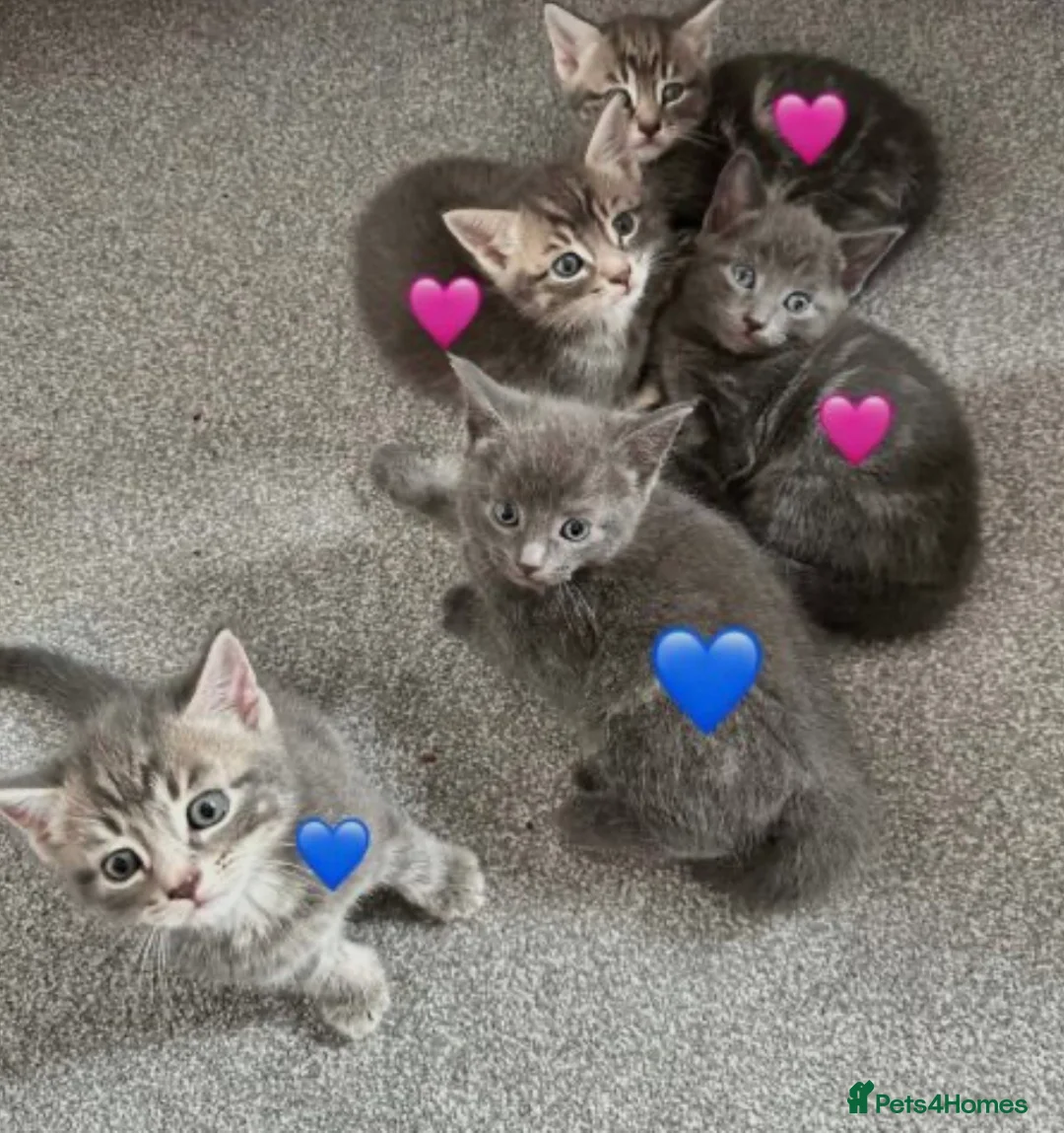 Russian Blue cats for sale: Mixed Russian Blue Kittens - Advert 1