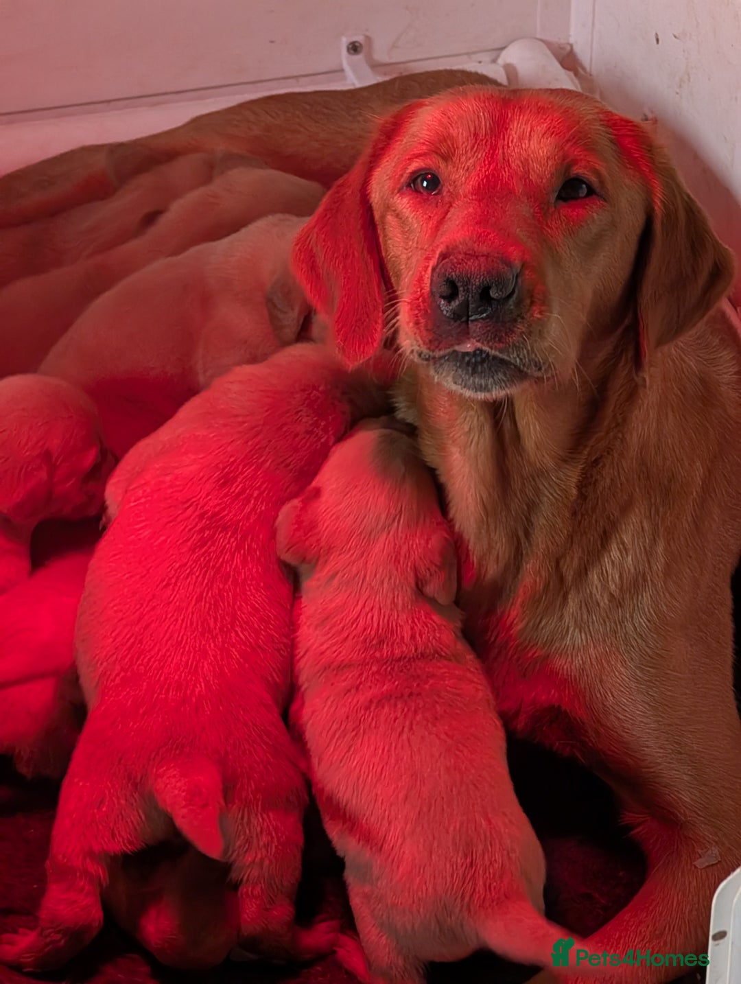 Labrador Retriever dogs for sale: Fab KC Fox Red Pups - 4* Higher Standard Breeder - Advert 4