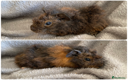 Guinea Pig rodents for sale: 6 handsome boys  - Image 6