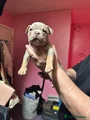 American Bully Puppy 5