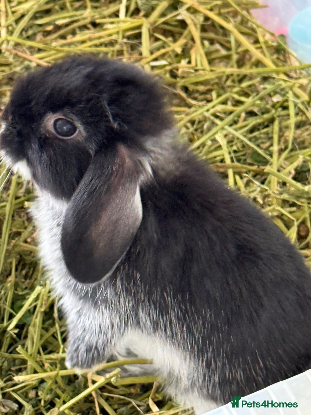 Mini Lop rabbits for sale: Gorgeous Mini Lop - Advert 2