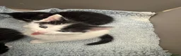 British Shorthair cats for sale: Adorable Black & White Kittens - Advert 3