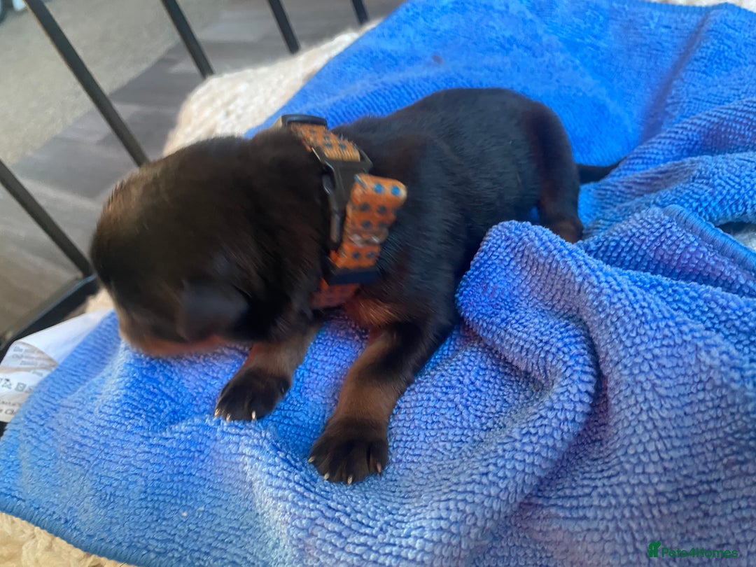 Rottweiler dogs for sale: Hulk and Ruby Rottweiler puppies  - Image 21