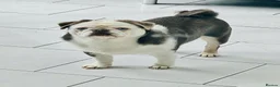 Pug dogs for sale: adult kc lilac tan panda boy with blue eyes  - Advert 6