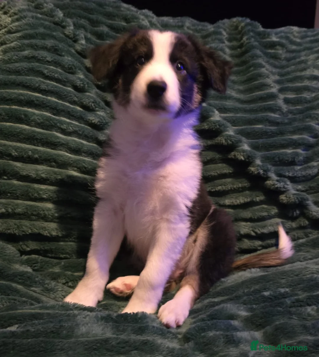 Border Collie dogs for sale: Border collie pups  - Advert 4