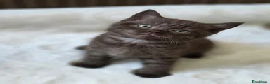 British Shorthair Kitten 1
