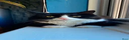 British Longhair cats for sale: Looking for a good loving home  - Advert 2