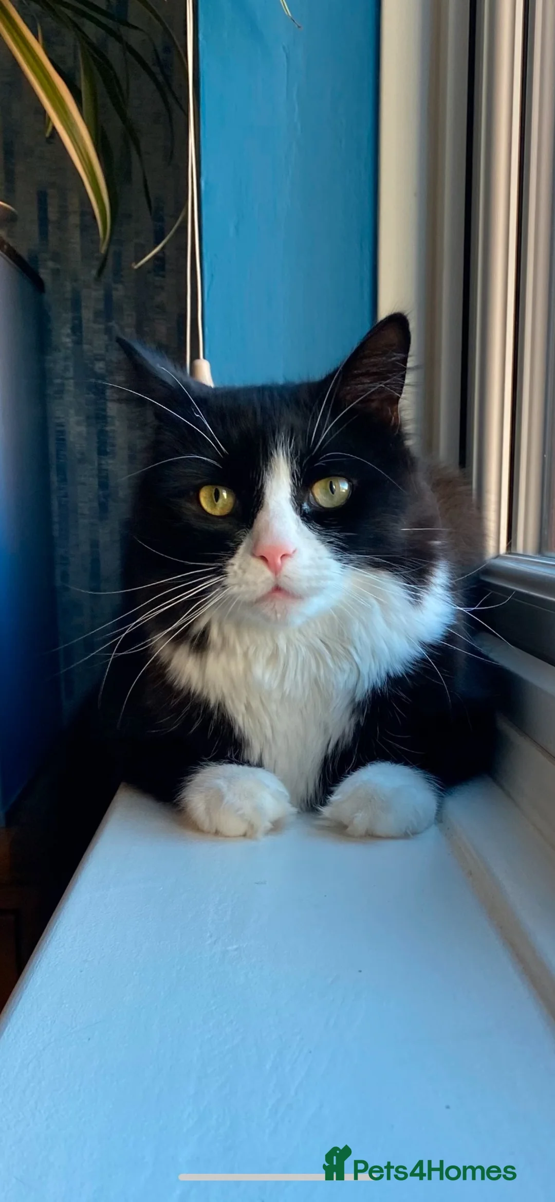 British Longhair cats for sale: Looking for a good loving home  - Advert 2