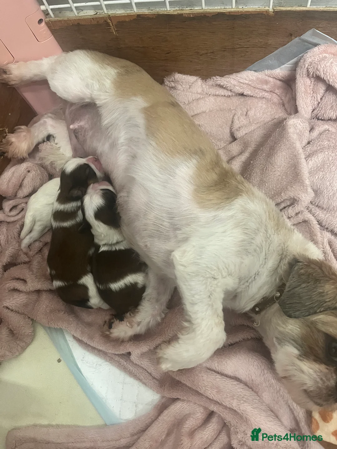 Shih Tzu dogs for sale: Beautiful Shi Tzu puppies in Birmingham - Advert 14