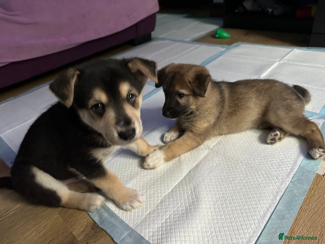 Mixed Breed dogs for sale: Gorgeous pups  - Advert 22
