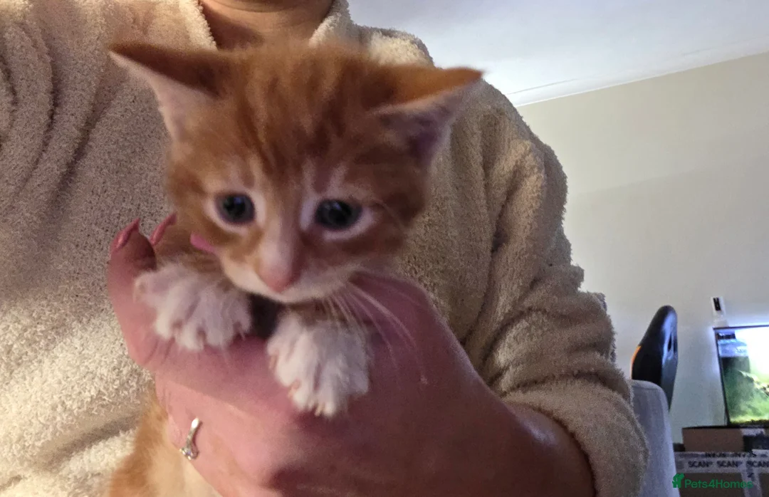 Mixed Breed cats for sale: Kittens for sale - Advert 17