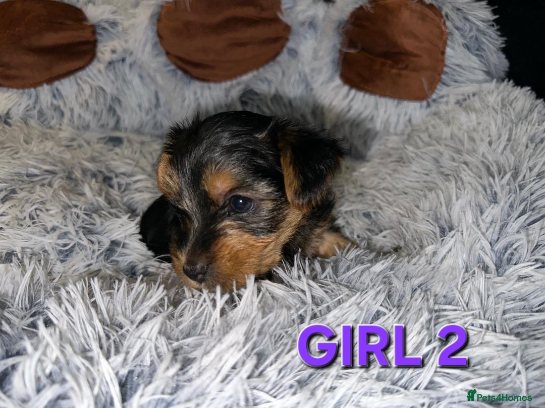 Yorkshire Terrier dogs for sale: 💕🐾Adorable PEDIGREE YORKSHIRE TERRIER Pups🐾💕  - Image 10