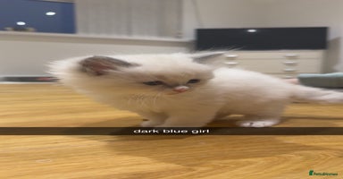 Ragdoll cats - Advert 7