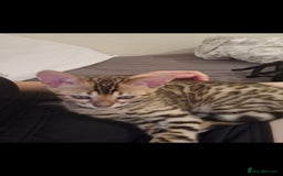 Bengal cats for sale: Bengal kitten - Image 3