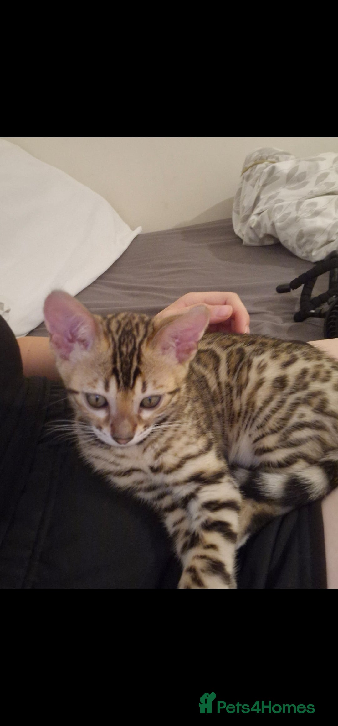 Bengal cats for sale: Bengal kitten - Image 3